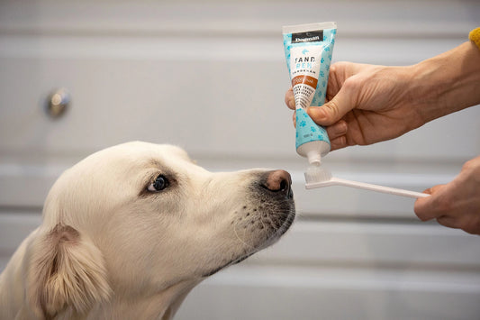 Dogman Tandkräm Biff 100g – För renare tänder & fräschare andedräkt